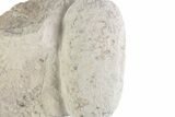 Eocene Fossil Crocodile Egg - Bouxwiller, France #366873-1
